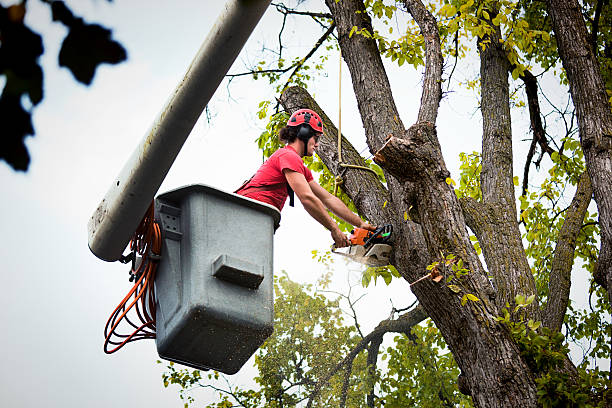 Freeport, FL Tree Removal and Landscaping Services Company